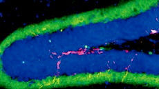 Màster oficial de Microbiologia Aplicada