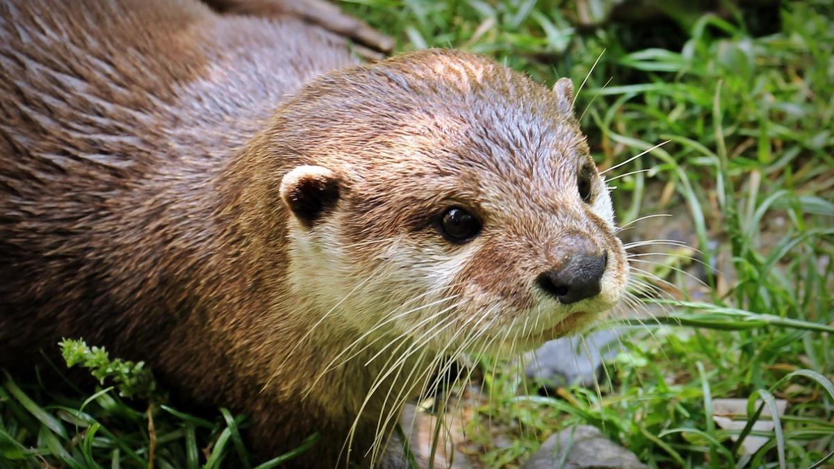 Nutria ICTA-UAB Observatori Rivus
