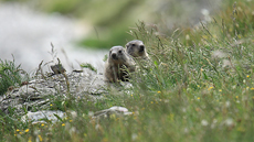 Éxito de la reintroducción de las marmotas en los Pirineos