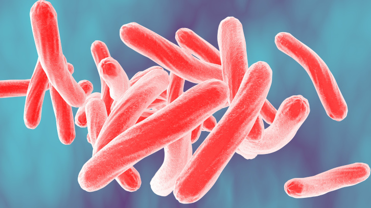 Mycobacterium tuberculosis