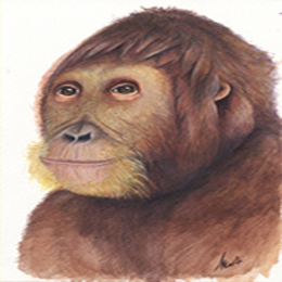 Anoiapithecus brevirostris