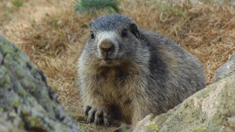 Marmota del Pirineu