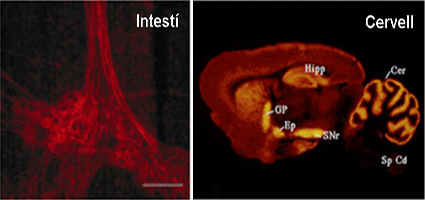 Receptors de canabinoids