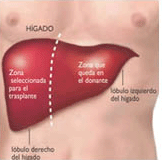 Un tractament més benèvol per al pacient amb trasplantament hepàtic