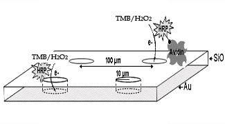 Arrays de microelèctrodes