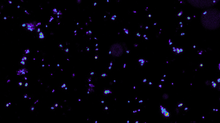 Mycobacterium brumae