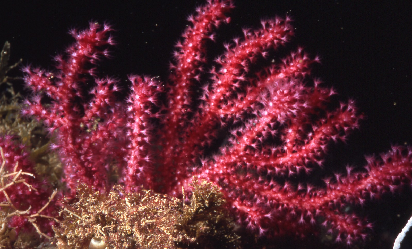 Cientifics alerten de la rapida degradacio dels ecosistemes marins i la seva greu repercussio per al