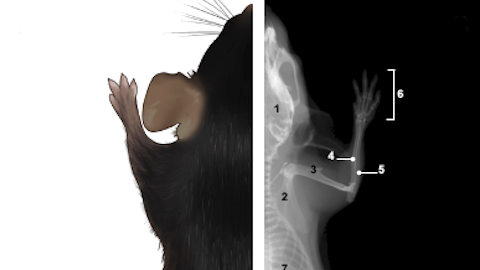 Radiografia de ratolí /radiografía de ratón