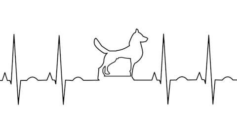 Imatge Recerques per aprendre: veterinària