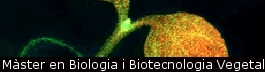 Màster en Biologia i Biotecnologia Vegetal