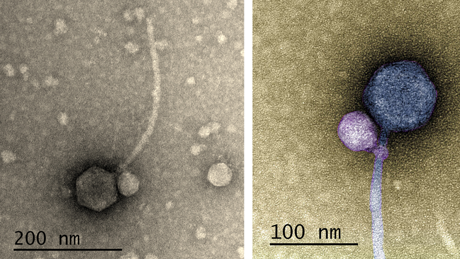 Bacteriòfag satèl·lit enganxat al seu ajudant
