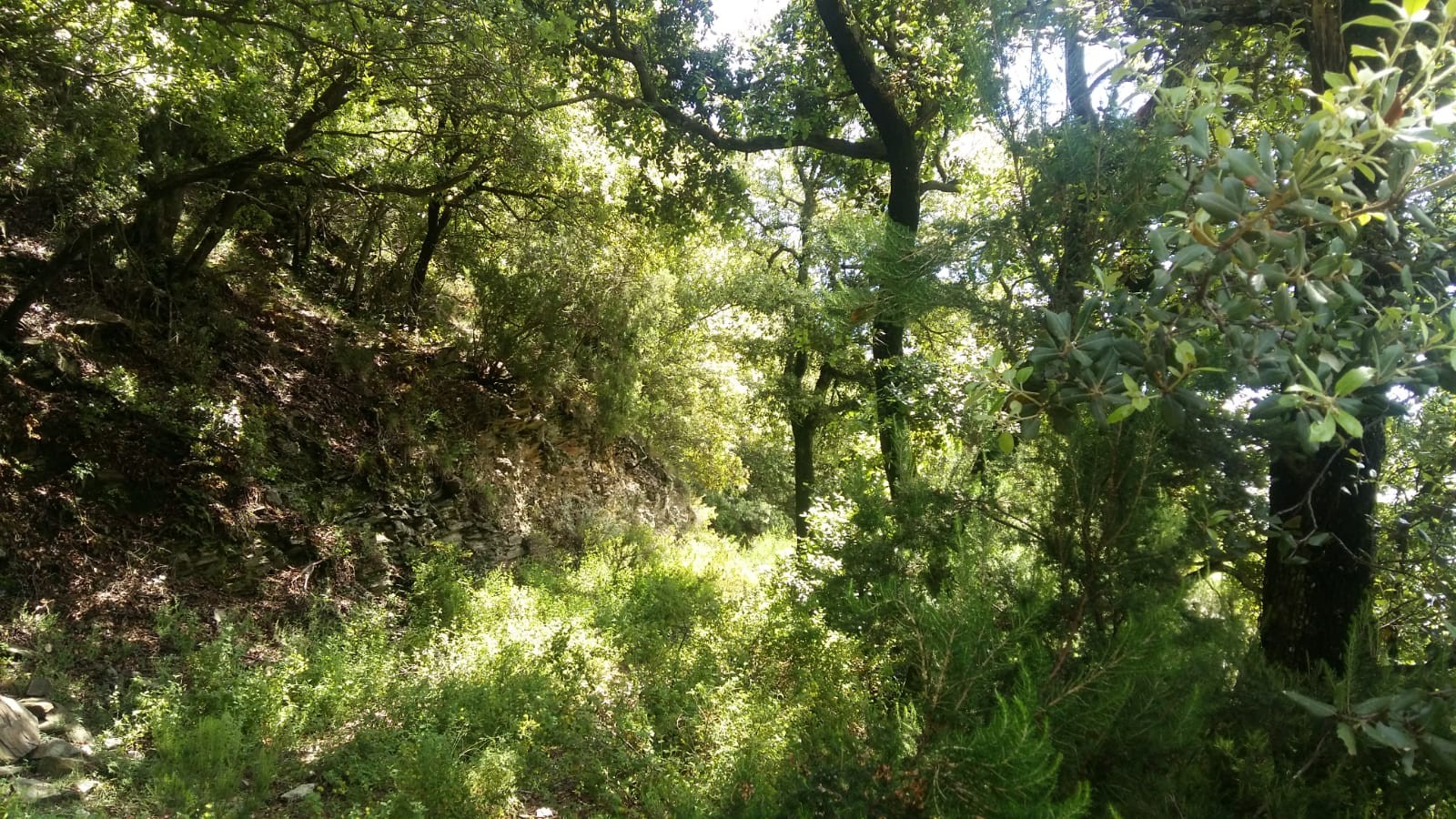 Que respirem quan som al bosc
