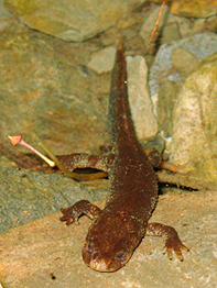Calotriton arnoldi