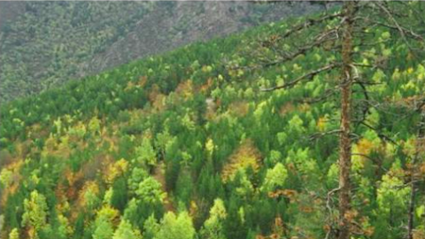 imatge del Bosc de Virós a la Vallferrera