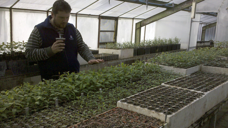 investigador en un invernadero revisando el estado del planté de eucaliptos