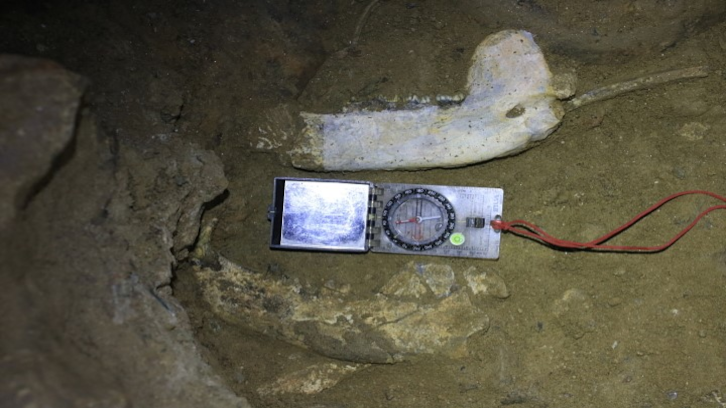 Jaw fossil