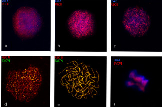 Meiosi in vitro