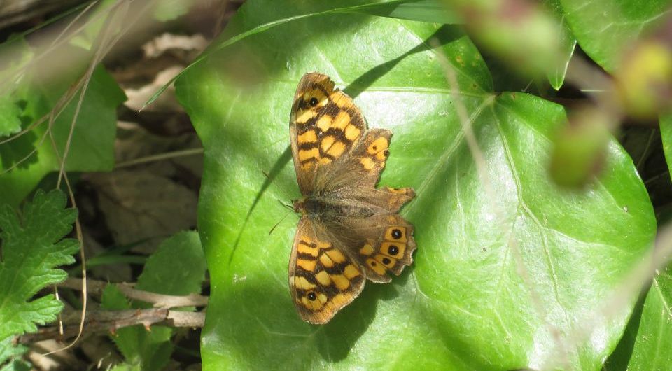butterfly Pararge aegeria May 2019