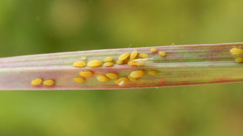 Yellow Sugarcane Aphid Detected in Spain