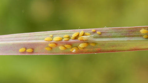 El pulgón amarillo de la caña de azúcar llega a España