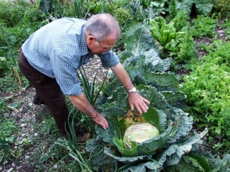 Hort casolà i genere