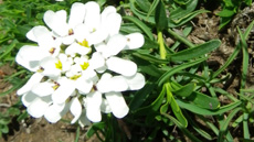 IMG_doctorat_biotecnologia_vegetal_foto1