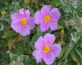 Cistus sp.