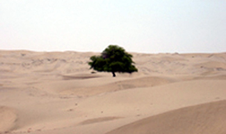El fenomen El Niño podria servir per endegar programes de reforestació