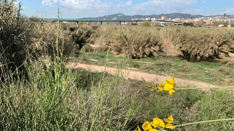 LITOMED Delta del Llobregat