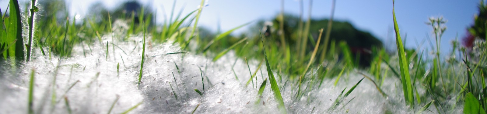 Es preveuen alts nivells de pollen per a aquesta primavera 