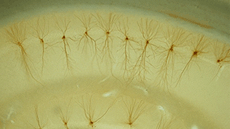 Màster oficial de Neurociències