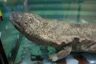 alimentació salamandra gegant xina