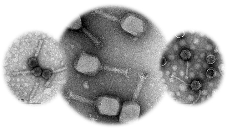 Bacteriofags