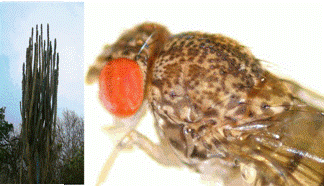 Drosophila cactofilica i cactus columnar