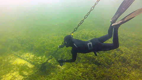 Seagrass Australia