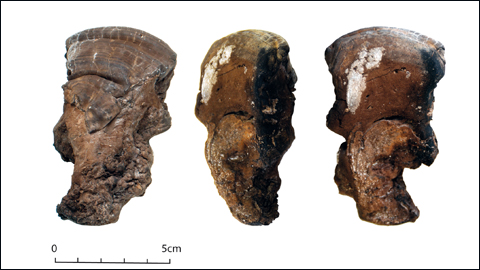 Identified the Use of Tinder Fungi Among Neolithic Communities at la Draga 