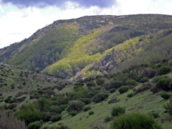 La fragmentació de les masses forestals redueix la seva diversitat genètica