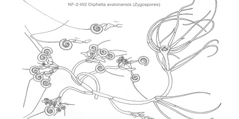 Orphella avalonensis