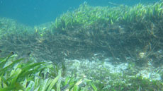 Pradera de Posidonia australis. Foto: Gary A. Kendrick