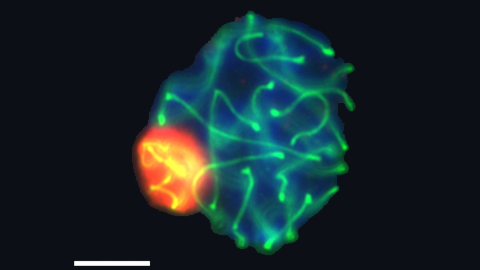 Unravelling the three-dimensional genomic structure of male germ cells