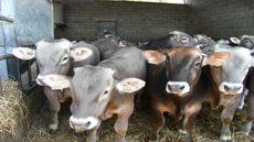 IMG_doctorat_produccio_animal_foto1