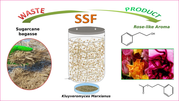 Produeixen aroma de roses a partir de residus agroindustrials