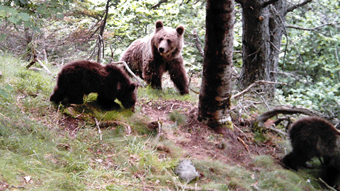 Óssa_amb_dos_cadells_al_Parc_Natural_de_l'Alt_Pirineu - Generalitat de Catalunya