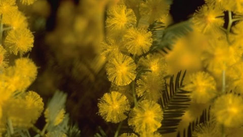 Acacia dealbata, flower. Author: Josep Germain i Otzet