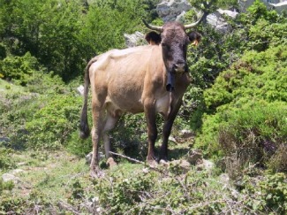 Bovins Albera