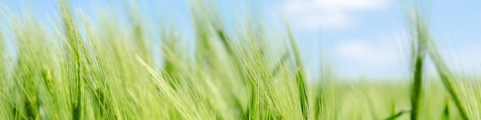 S039adapten millor al canvi climatic els agricultors que formen part de cadenes locals d039usuaris