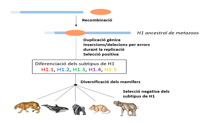 Aquest treball és el resultat de l'estudi de l'evolució molecular d'una part de la família multigèni