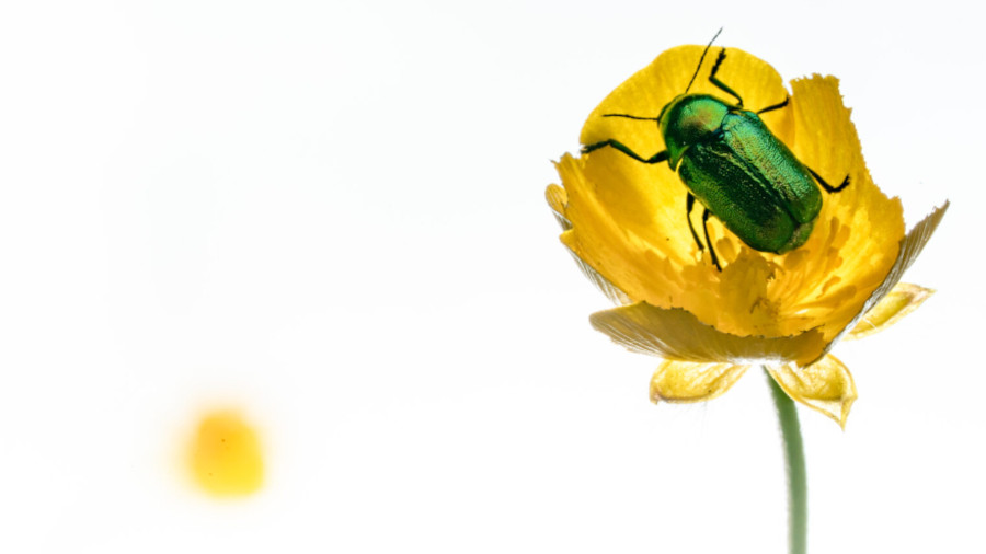 Flor i insecte