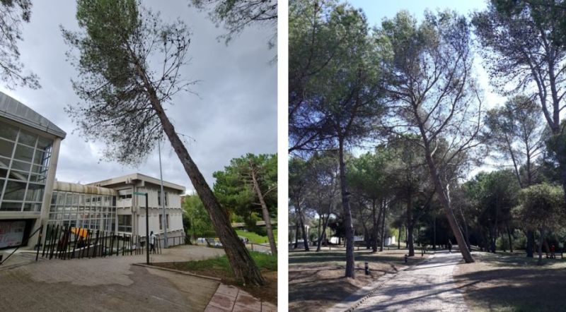 2 imatges de pins inclinats que poden caure en qualsevol moment