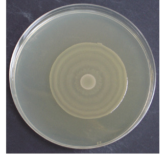 Moviment en eixam dels bacteris contra els antibiòtics